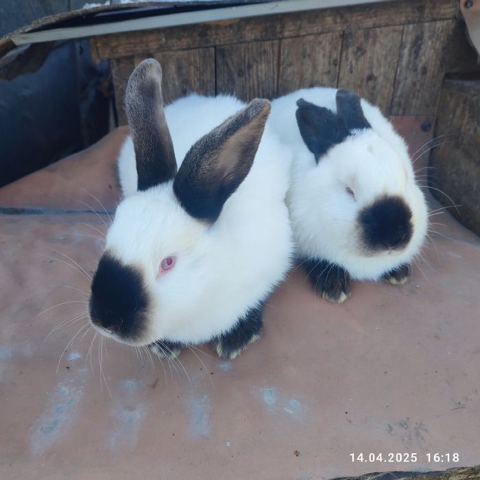 Продам кроликів різних порід