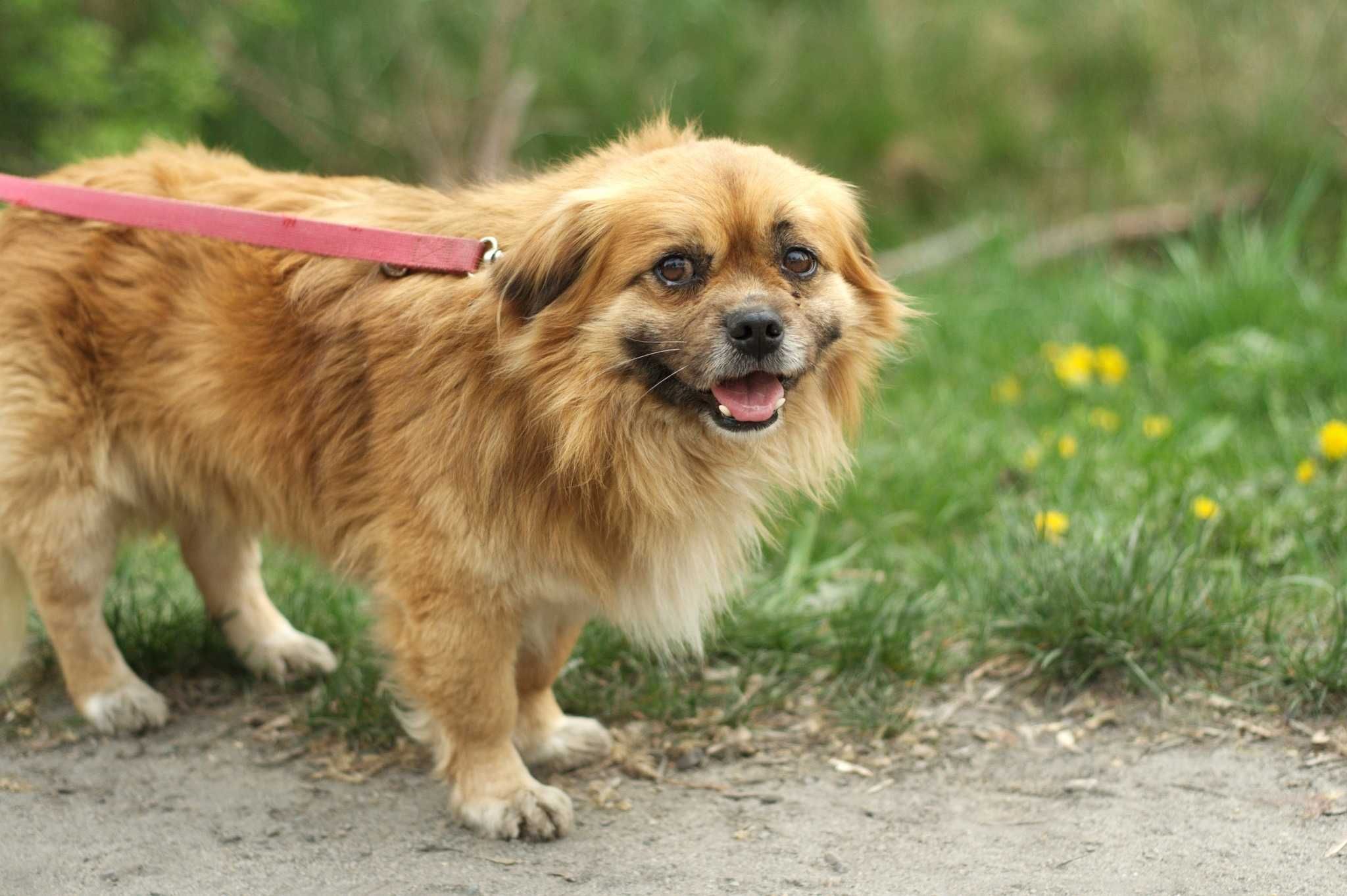 Pekin – pies w typie pekińczyka szuka domu