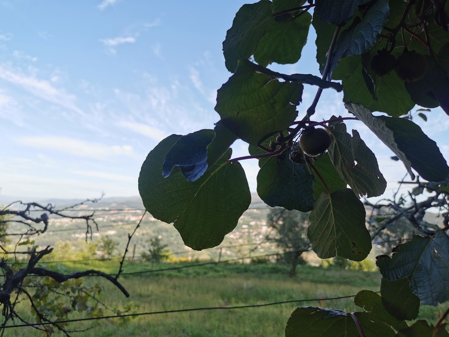 Quintinha com vistas para o rio Douro