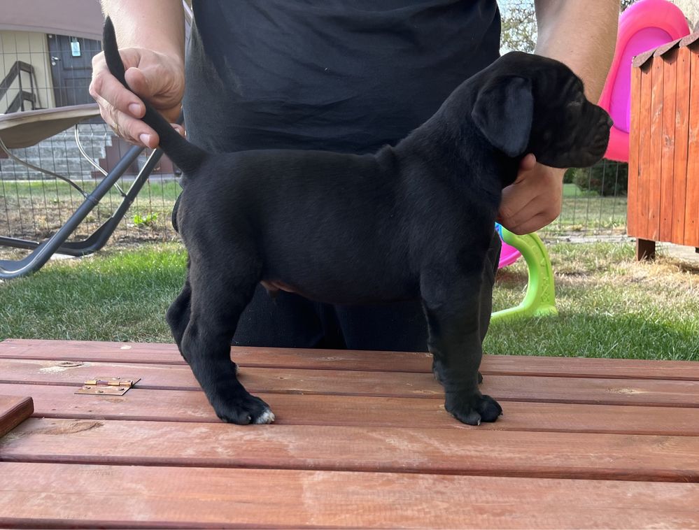 Cane Corso suczka