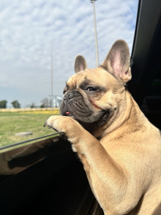 Хлопчик Француз, шукає красуню для вʼязки!