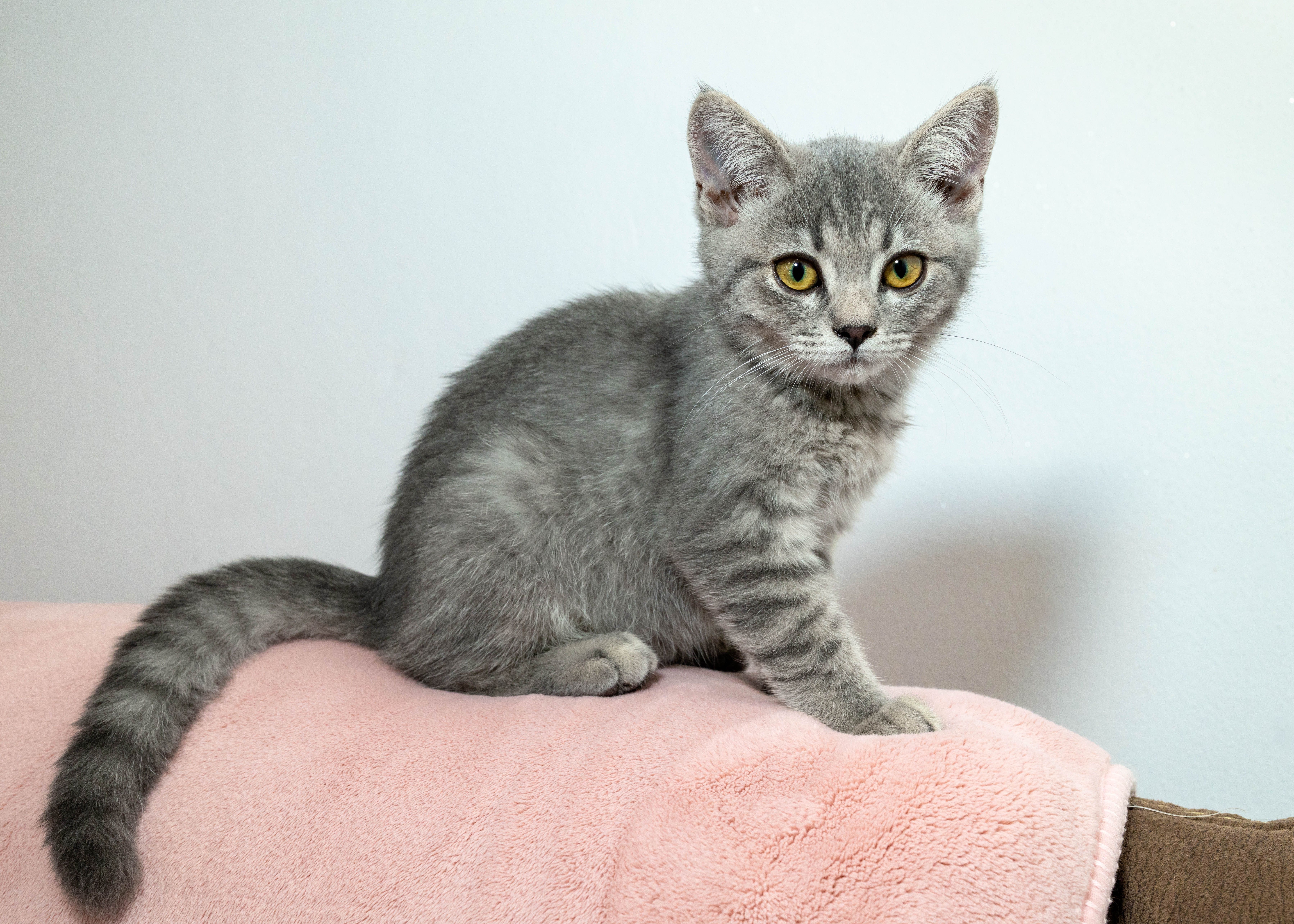 Gatinho Scottish Straight Blue Tabby