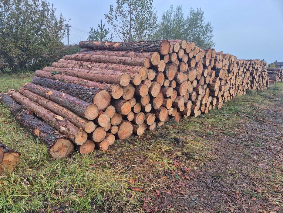 Sosna kłoda dłużyca tartaczne  S2b