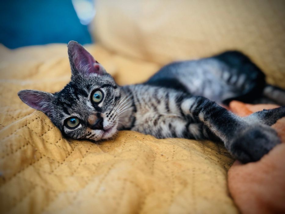 Pokochaj mnie, mam tylko 4 miesiące i nie mam nikogo.