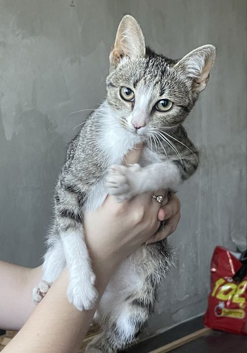 Маленька дівчинка, кошеня.