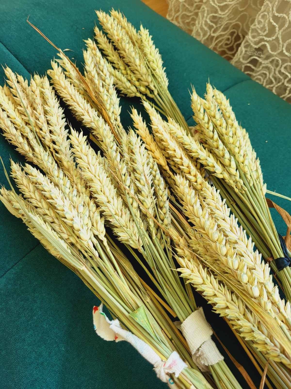 Колоски пшениця жито ячмінь