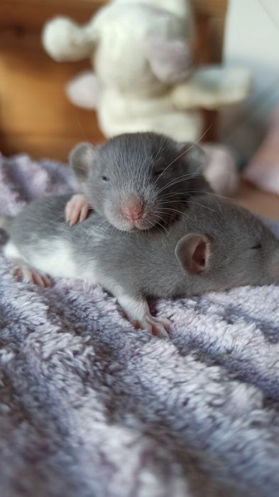 Криси дамбо, голубі дівчатка