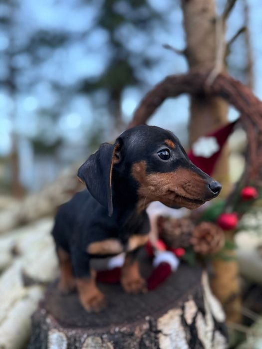 Jamnik krótkowłosy miniaturowy rodowód