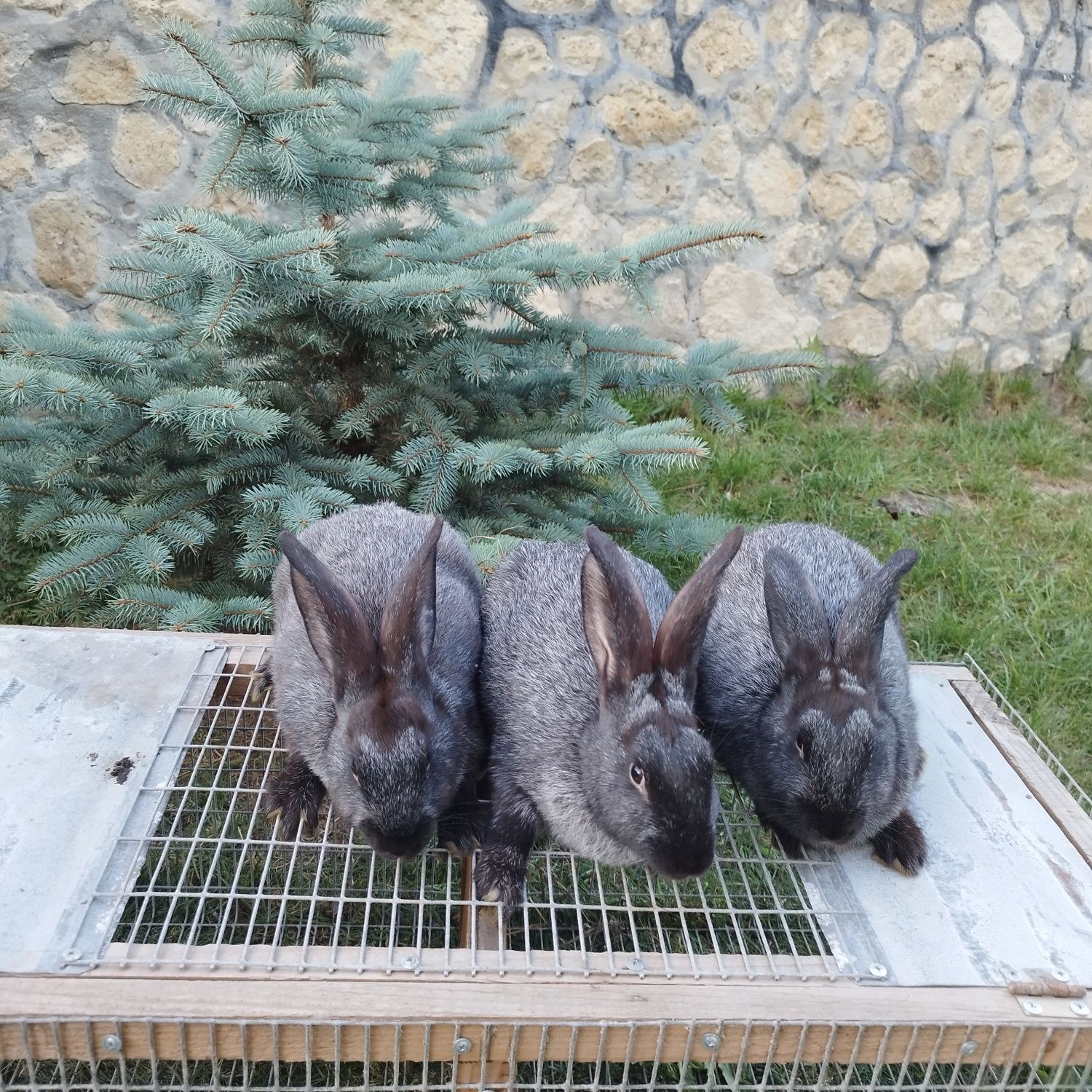 Продам кролів Полтавське срібло