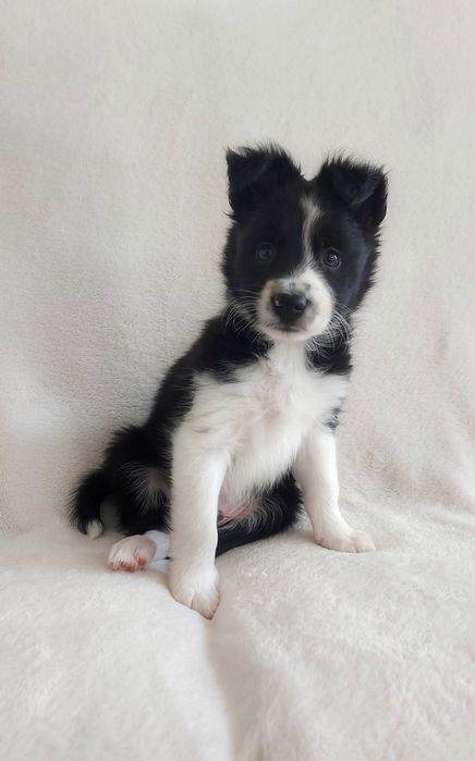 Border Collie piękne maluchy