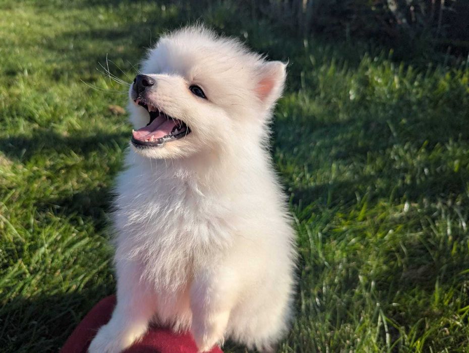 Wspaniały chłopiec Szpic Japoński po cudownych rodzicach