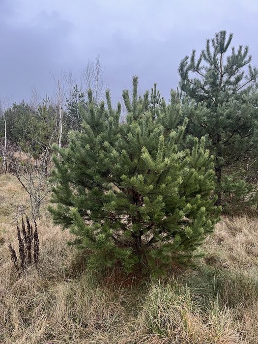 Новорічні Ялинки,Сосна