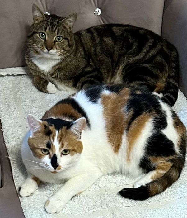 Zaginął kot z krzywą łapką TITO