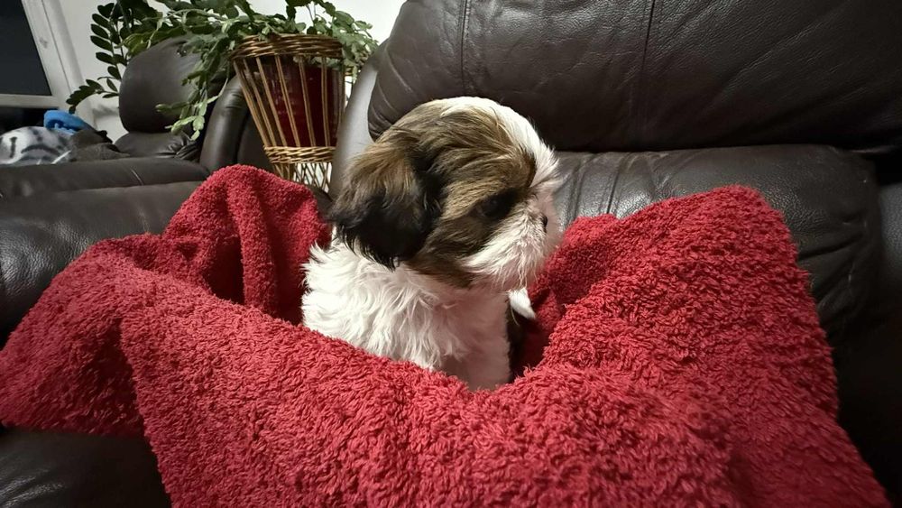 Piesek szczeniaczek shih tzu z rodowodem