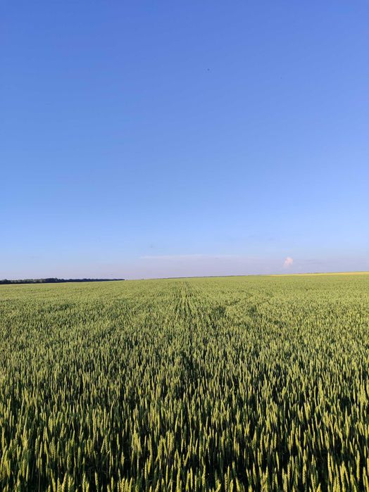 Продам посівну пшеницю KWS ШІРОККО (протравлену)  урожай 2023.