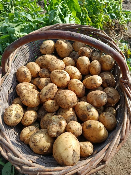 Sprzedam ziemniaki worek 15kg/15 zł WINETA SATINA JUREK