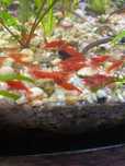 Krewetki red cherry
