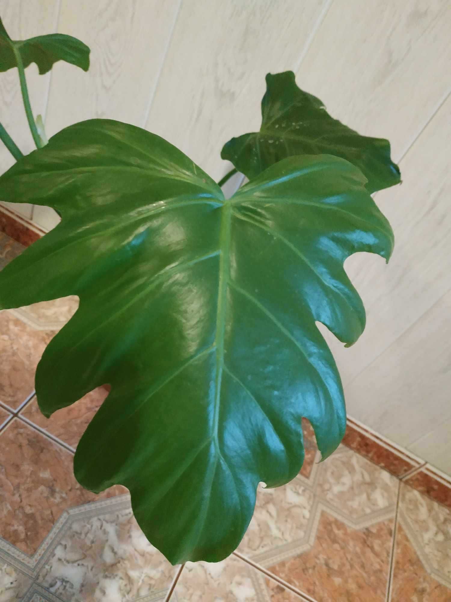 Philodendron Radiatum.