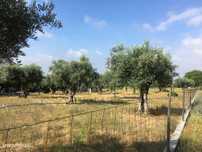 Terreno para construção  - Carvalheiros - Ref. T2123/18