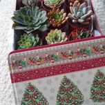 Caixa com suculentas echeverias, conjunto 9 peças