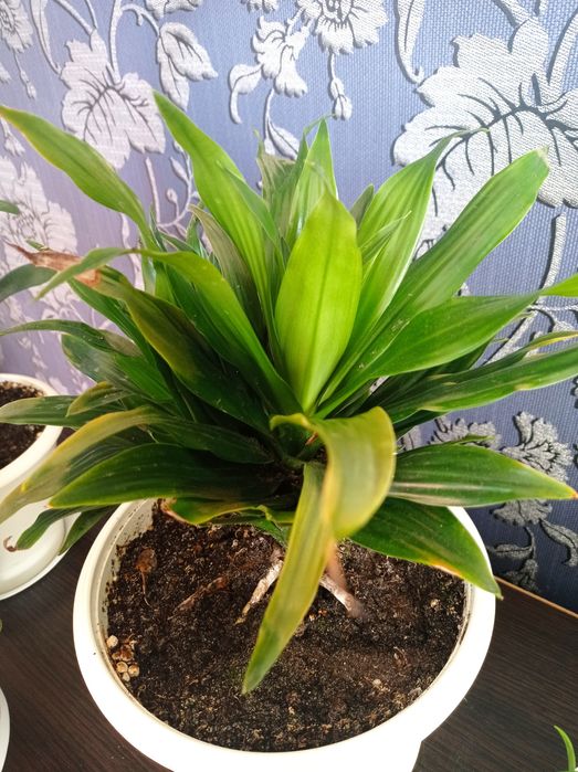 Драцена цветок..