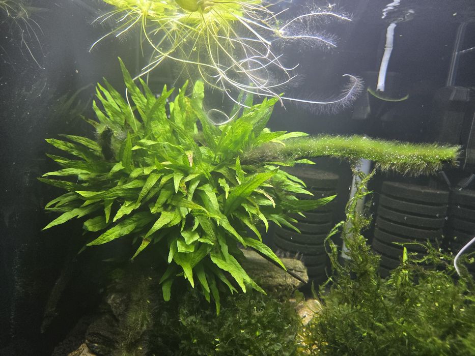 Korzen z microsorium narrow.