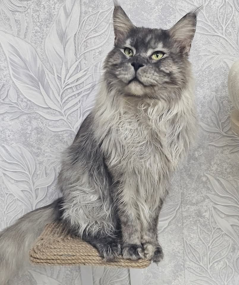 Maine Coon kocurek