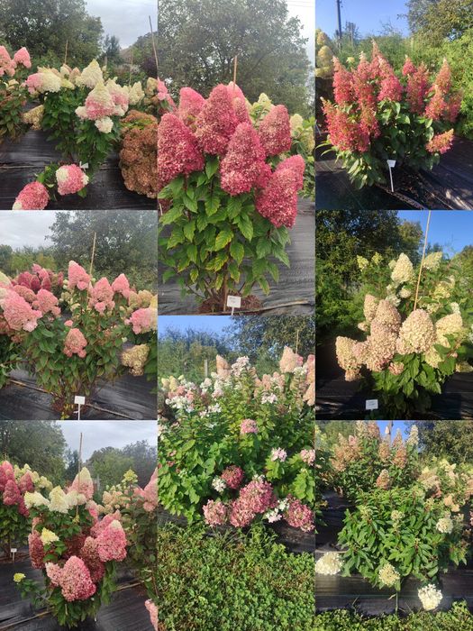 Гортензія волотиста