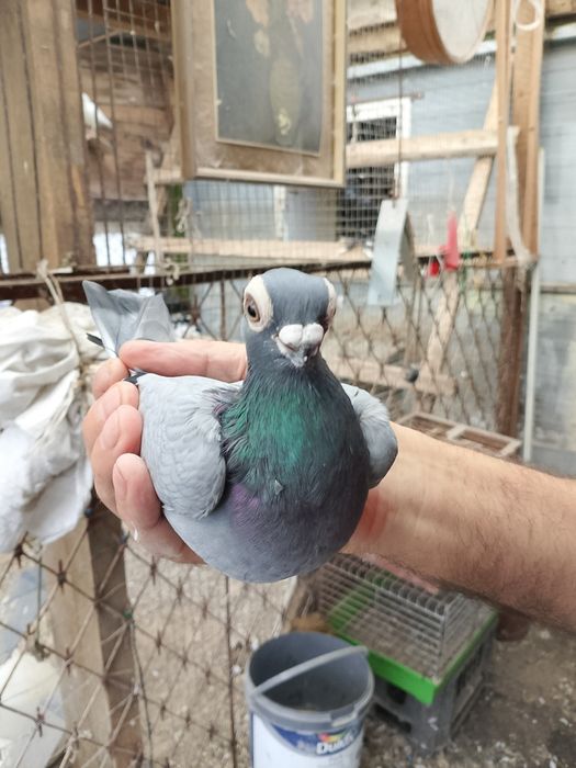 Sprzedam Gołębie Brodawczaki