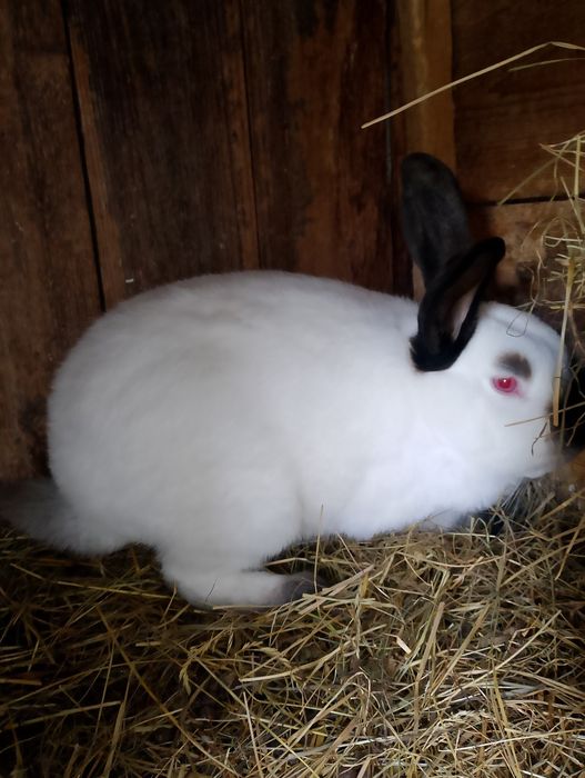 Sprzedam króliki kc samce