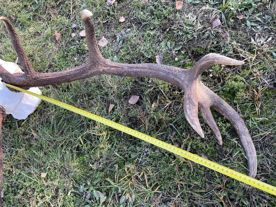 Trofeum wieniec jelenia 14-stak nieregularny poroże jeleń rogi nr 47