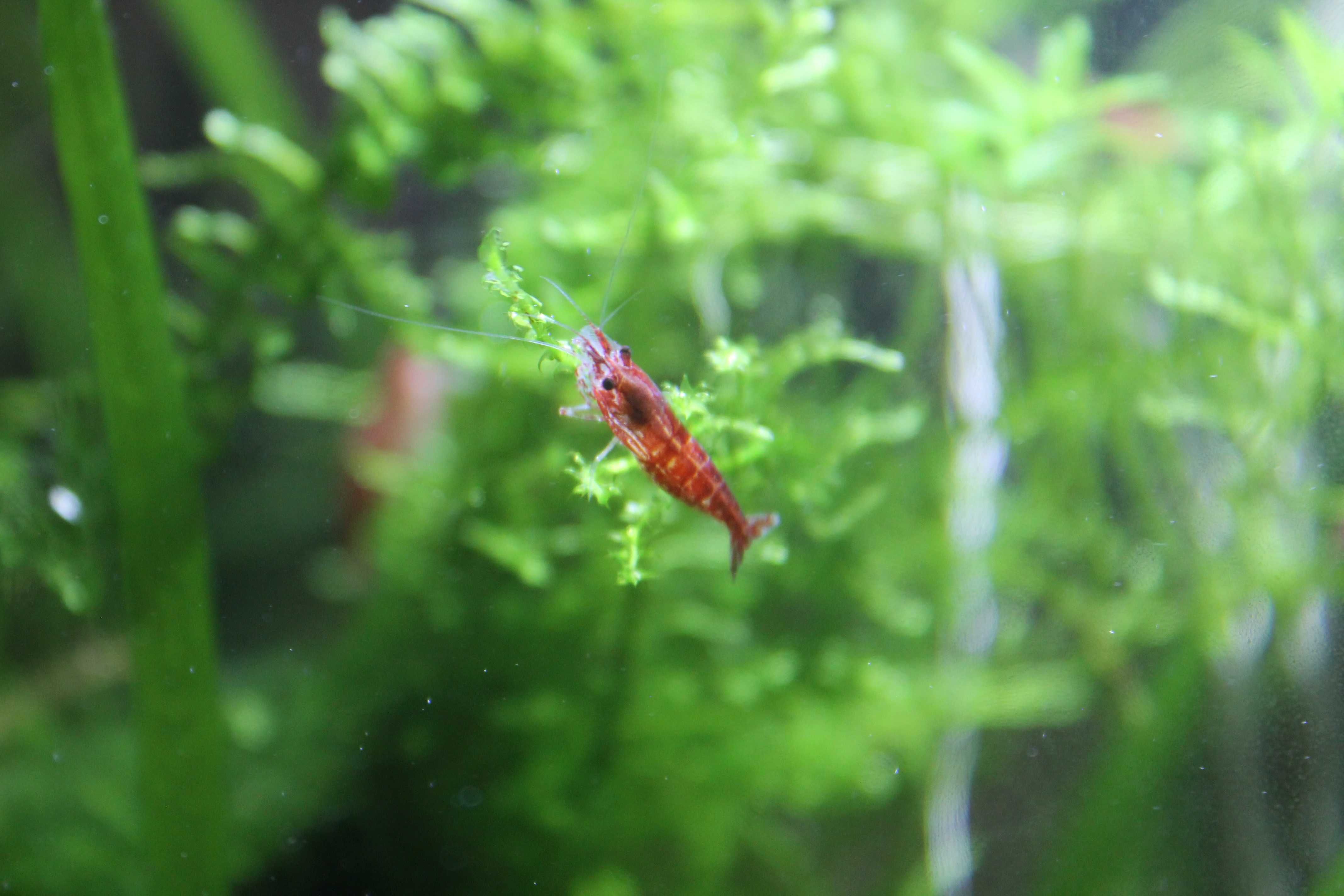 Camarões água doce var. Red Cherry (Neocaridina davidi)