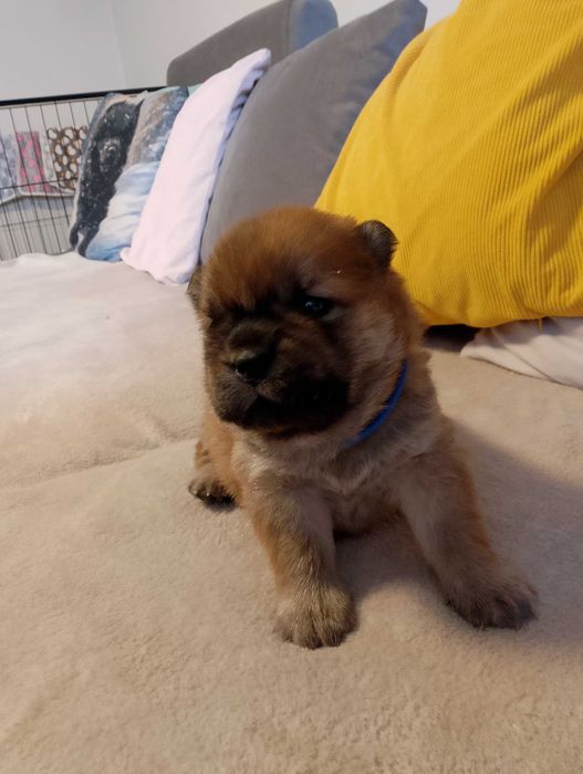 Szczeniaki chow chow z rodowodem FCI