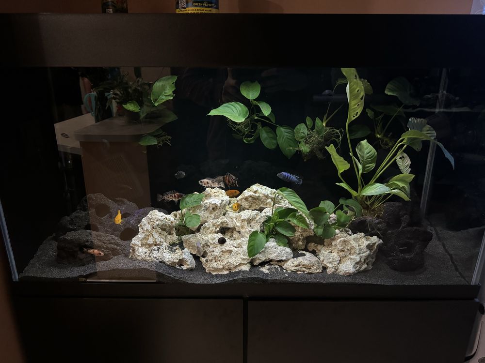 Akwarium zestaw Aquael Opti Set 200 + wyposażenie + ryby pyszczaki