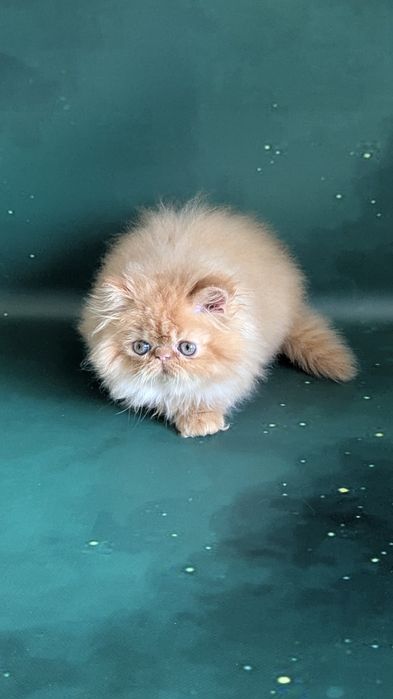 Персидська красуня руда королева