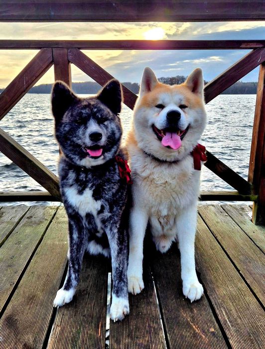 Akita Inu Japońska szczeniak rodowód ZKwP/FCI