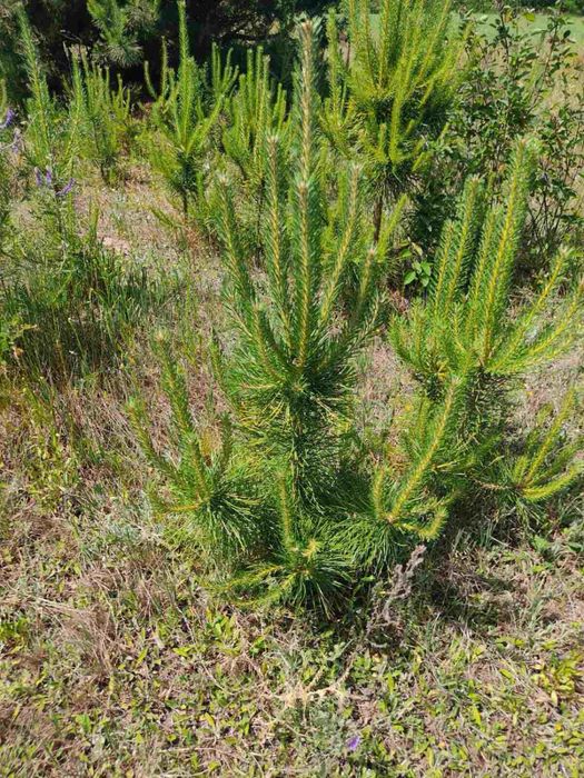 Саджанці хвойних. Сосна кримська. Сосна