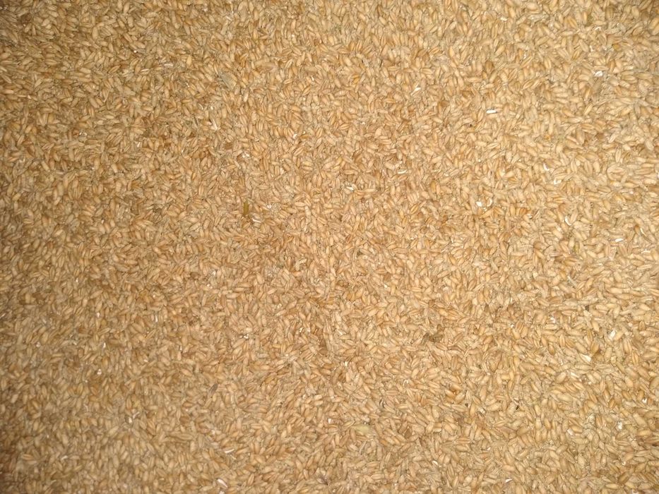 Pszenżyto  pszenica śruta rzepakowa Groch soja