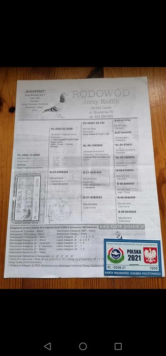 Golebie rozplodowe