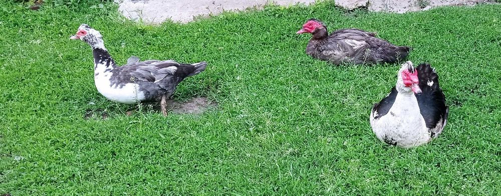 Мускусні качки різного віку