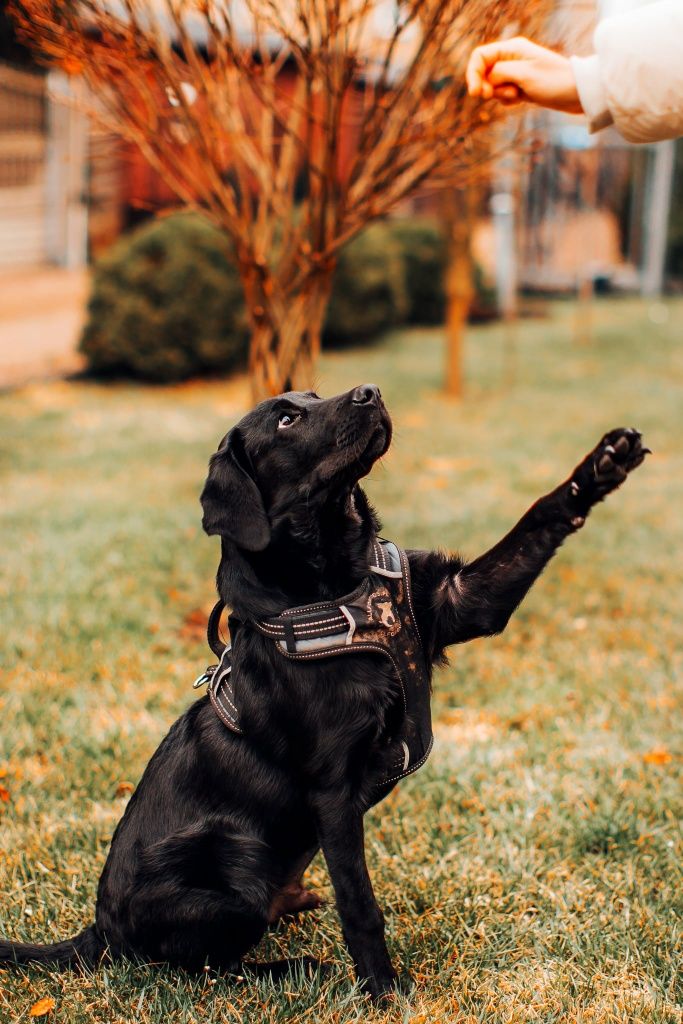 Labrador do adopcji, szczeniak