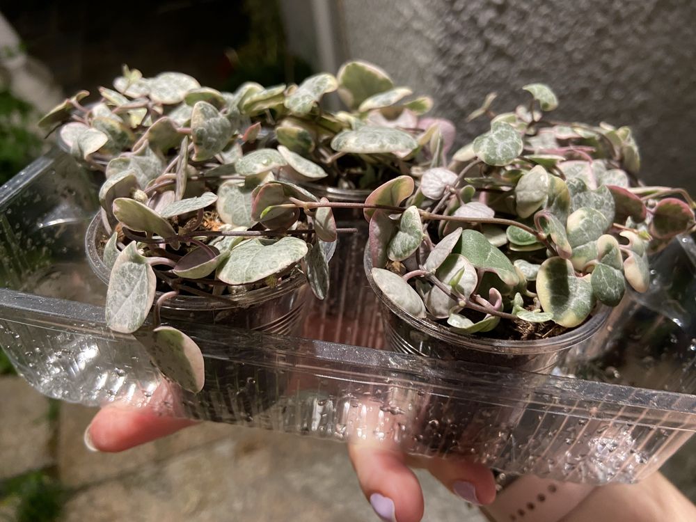 Planta String of hearts/Coração Emaranhado/Ceropegia Woodii variegata