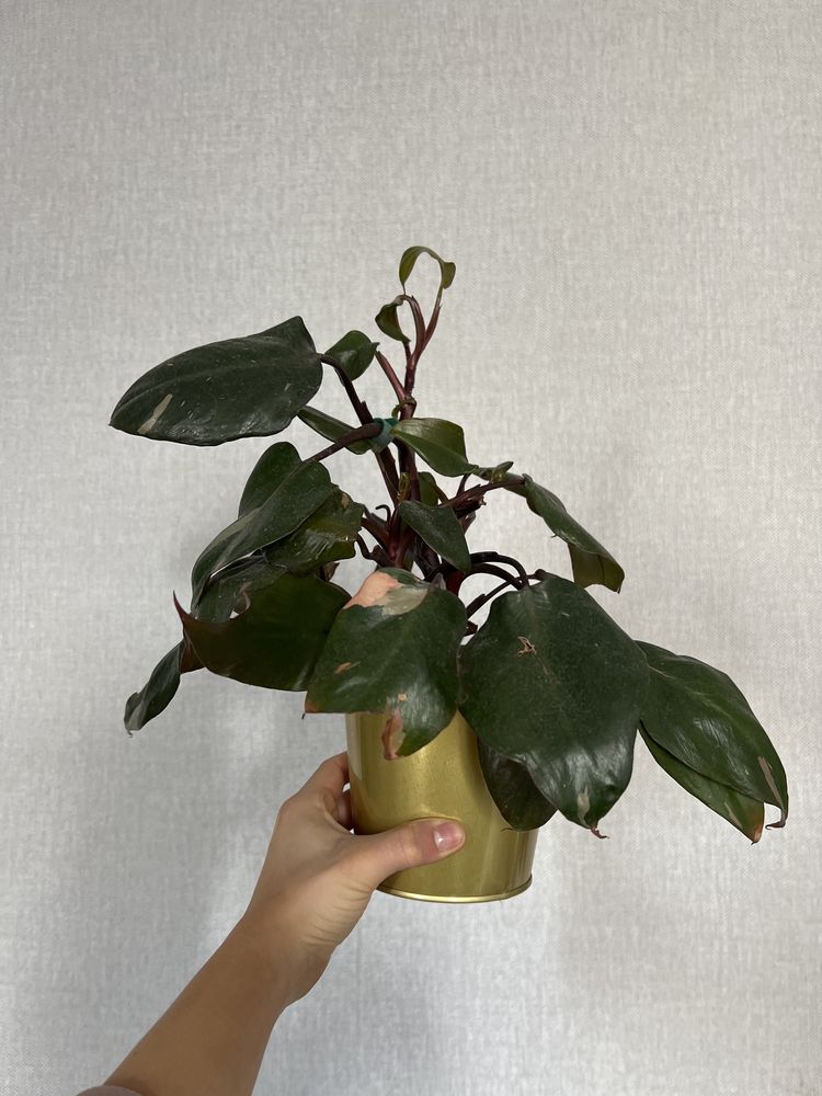 Philodendron Pink princess