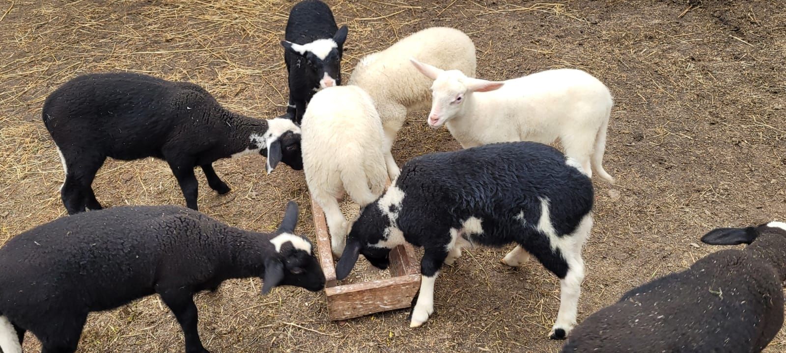 Owce i baranki czteromiesięczne mix lacaune × fryzyjskie