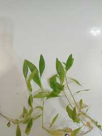 Hygrophila polysperma