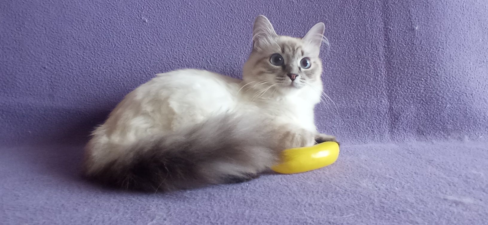 Невские Маскарадные котята с родословной
