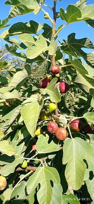 Черенки инжира. Живці інжиру.
