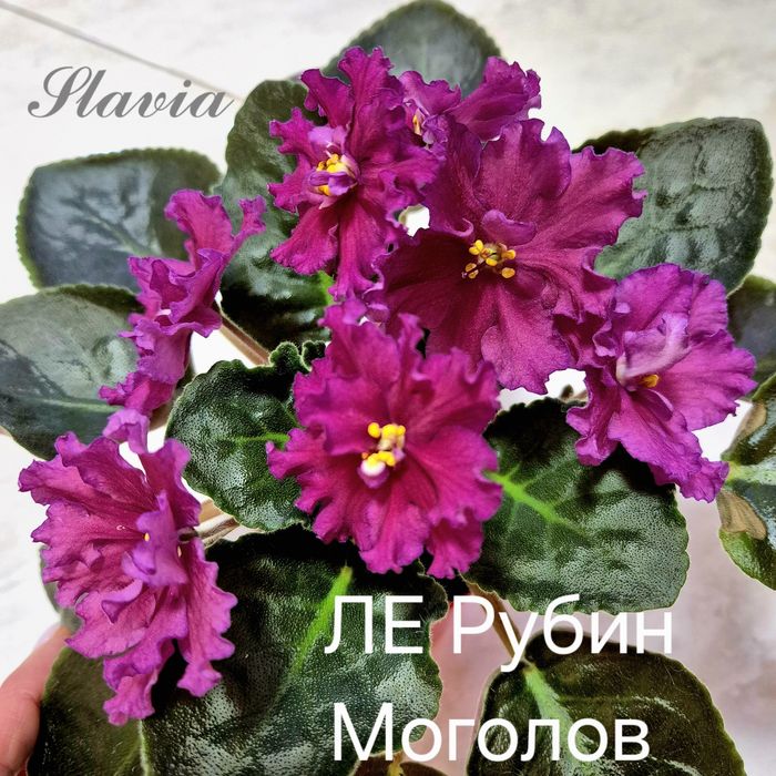 Сортові фіалки (фиалки, сенполії, сенполии)