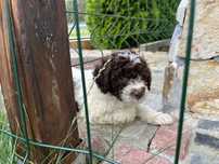 Suczka Lagotto romagnolo z hodowli Z Domo za Ogrodem (FCI) w Krakowie