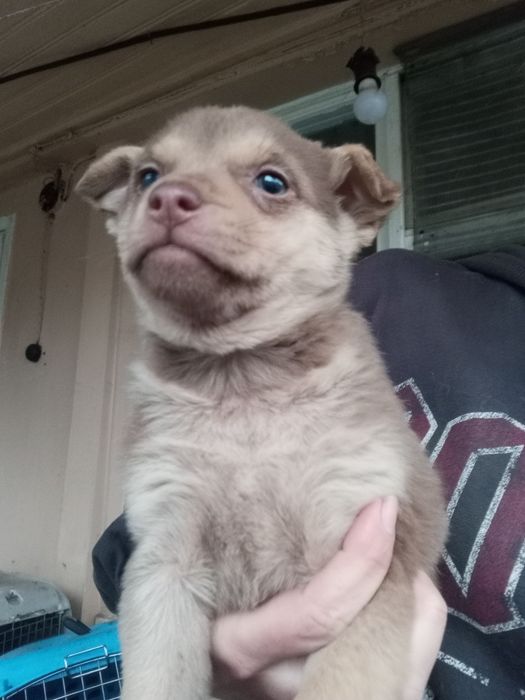 Каштанка 2 мес вакцинирована+бесплатная стерилизация